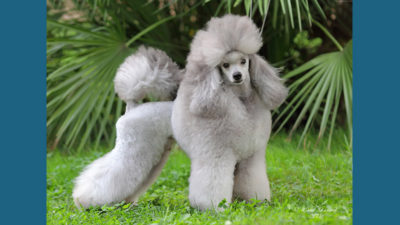 Poodle 2