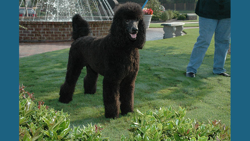 Poodle 3