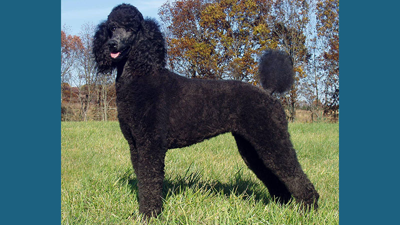 Poodle 9