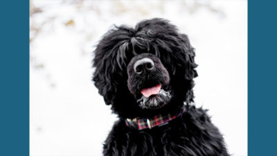 Portuguese Water Dog 1