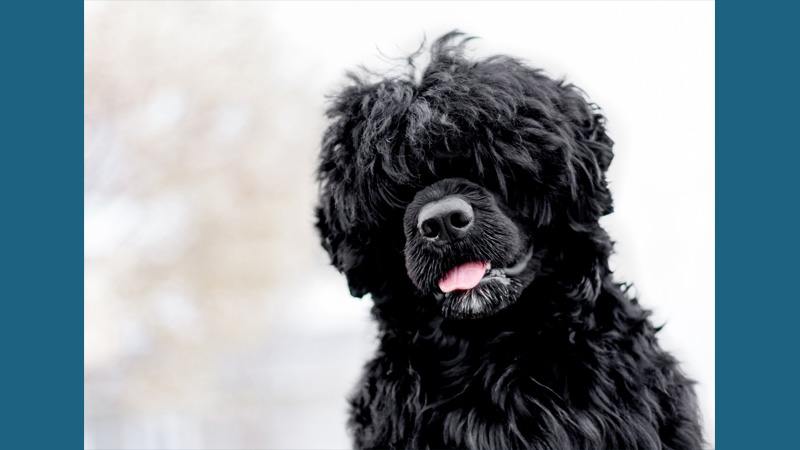 Portuguese Water Dog 10
