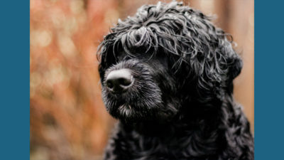 Portuguese Water Dog 11