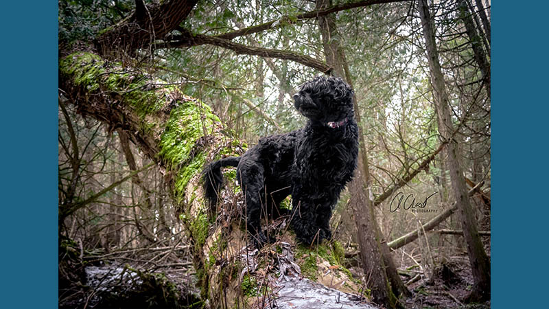 Portuguese Water Dog 12