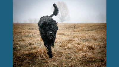 Portuguese Water Dog 13