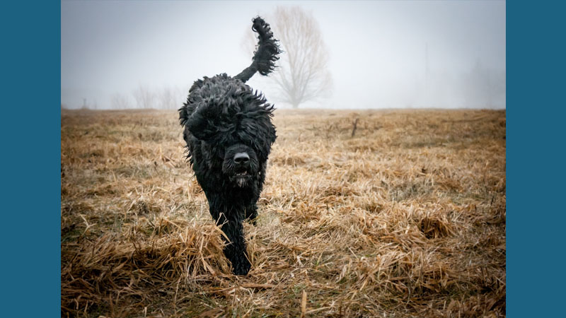 Portuguese Water Dog 13