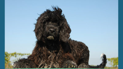 Portuguese Water Dog 14