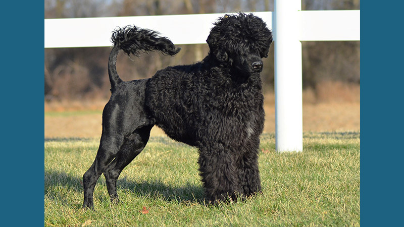 Portuguese Water Dog 15