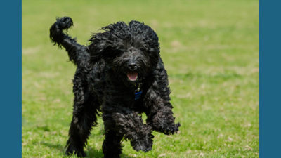 Portuguese Water Dog 2