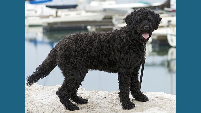 Portuguese Water Dog 3