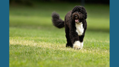 Portuguese Water Dog 4