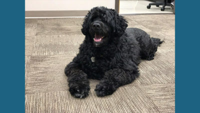 Portuguese Water Dog 5