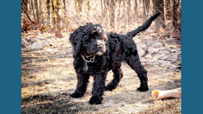 Portuguese Water Dog 6