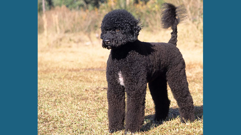 Portuguese Water Dog 7