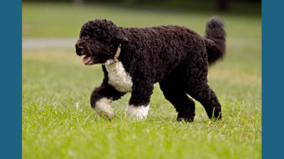 Portuguese Water Dog 8