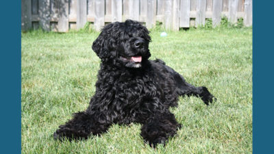 Portuguese Water Dog 9