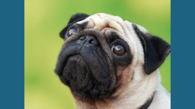 Pug 3