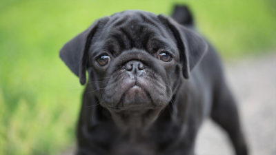 Pug 4