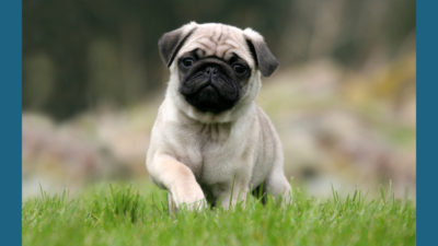 Pug 5