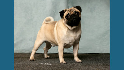 Pug 7