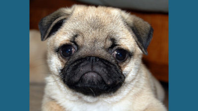 Pug 8