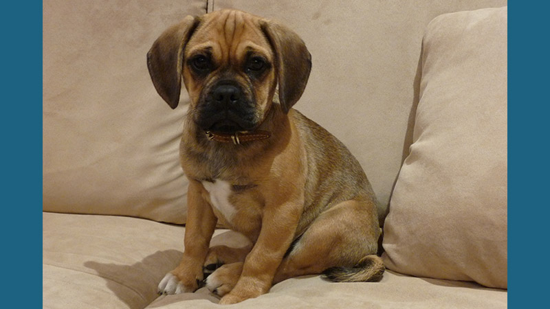 Puggle 1