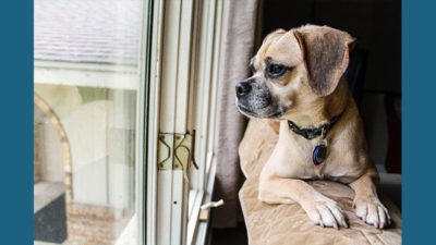 Puggle 10