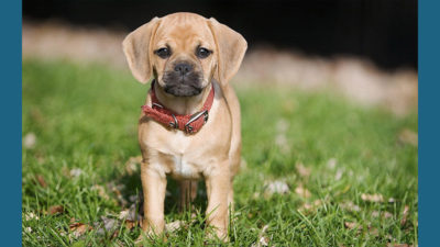 Puggle 12