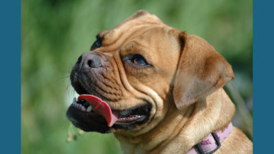 Puggle 15