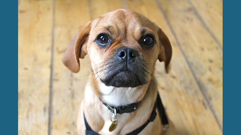 Puggle 16