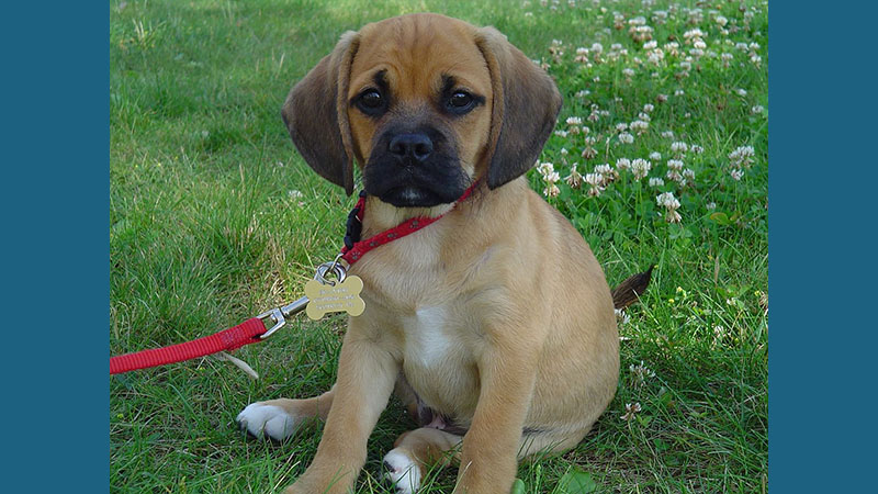 Puggle 2