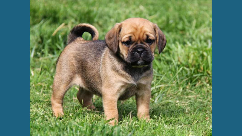 Puggle 3