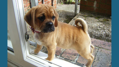 Puggle 5