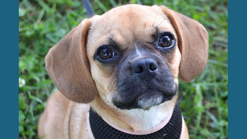 Puggle 6