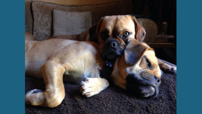 Puggle 7