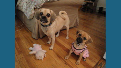 Puggle 8