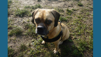 Puggle 9