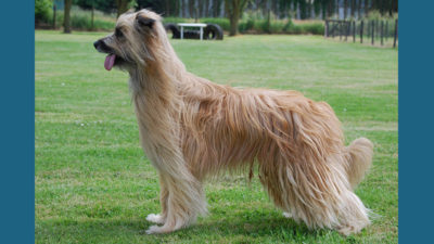 Pyrenean Shepherd 1