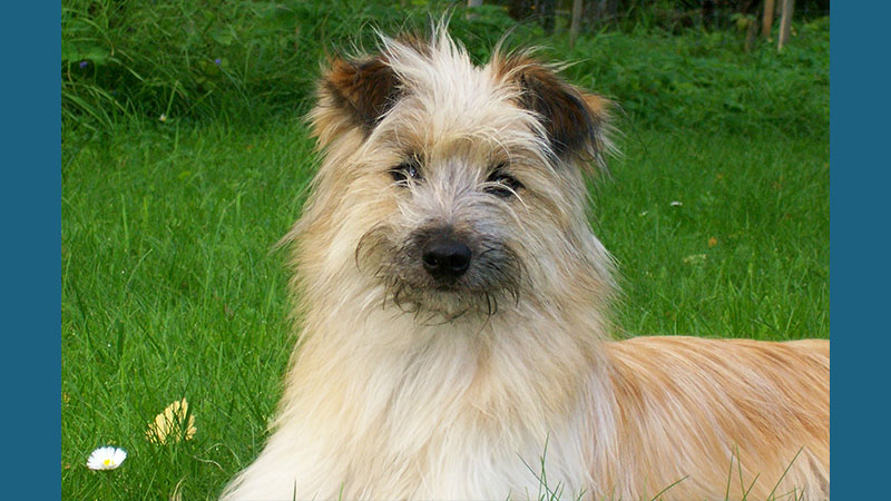 Pyrenean Shepherd 2