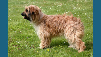 Pyrenean Shepherd 3