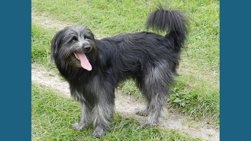 Pyrenean Shepherd 4