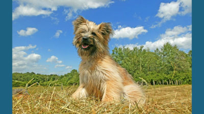 Pyrenean Shepherd 5