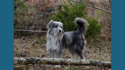 Pyrenean Shepherd 6