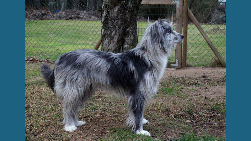 Pyrenean Shepherd 7