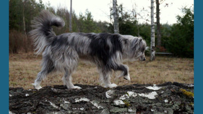 Pyrenean Shepherd 8