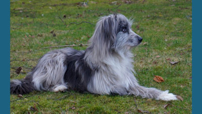 Pyrenean Shepherd 9