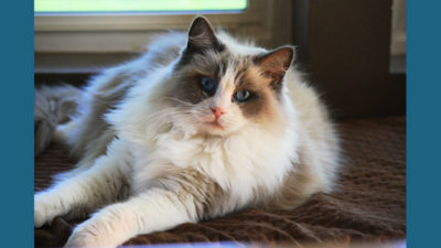 Ragdoll 12