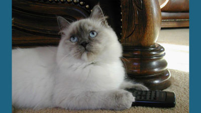 Ragdoll 6