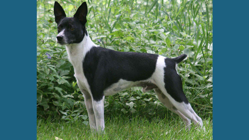 Rat Terrier 1