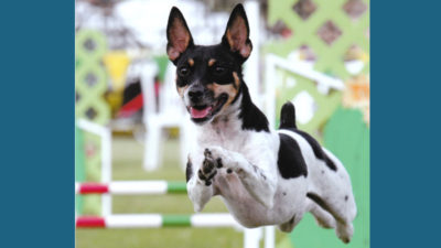 Rat Terrier 11