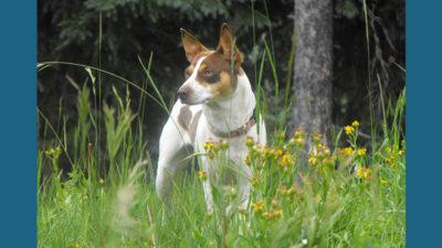 Rat Terrier 13